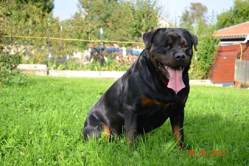 Flach Des sentinelles des libertés