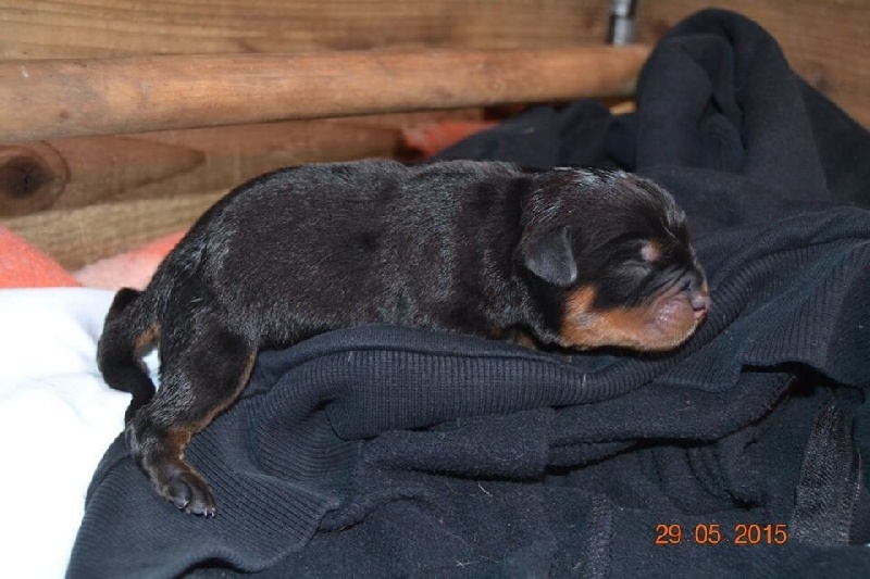 Du Temple De Chanel - Rottweiler - Portée née le 29/05/2015